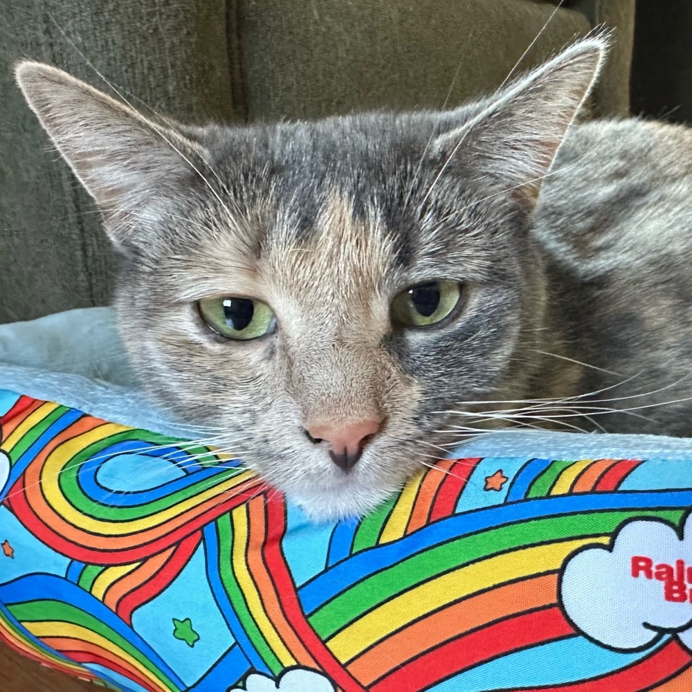 Rainbow Brite Pet Bed NWT - Picture 2 of 14